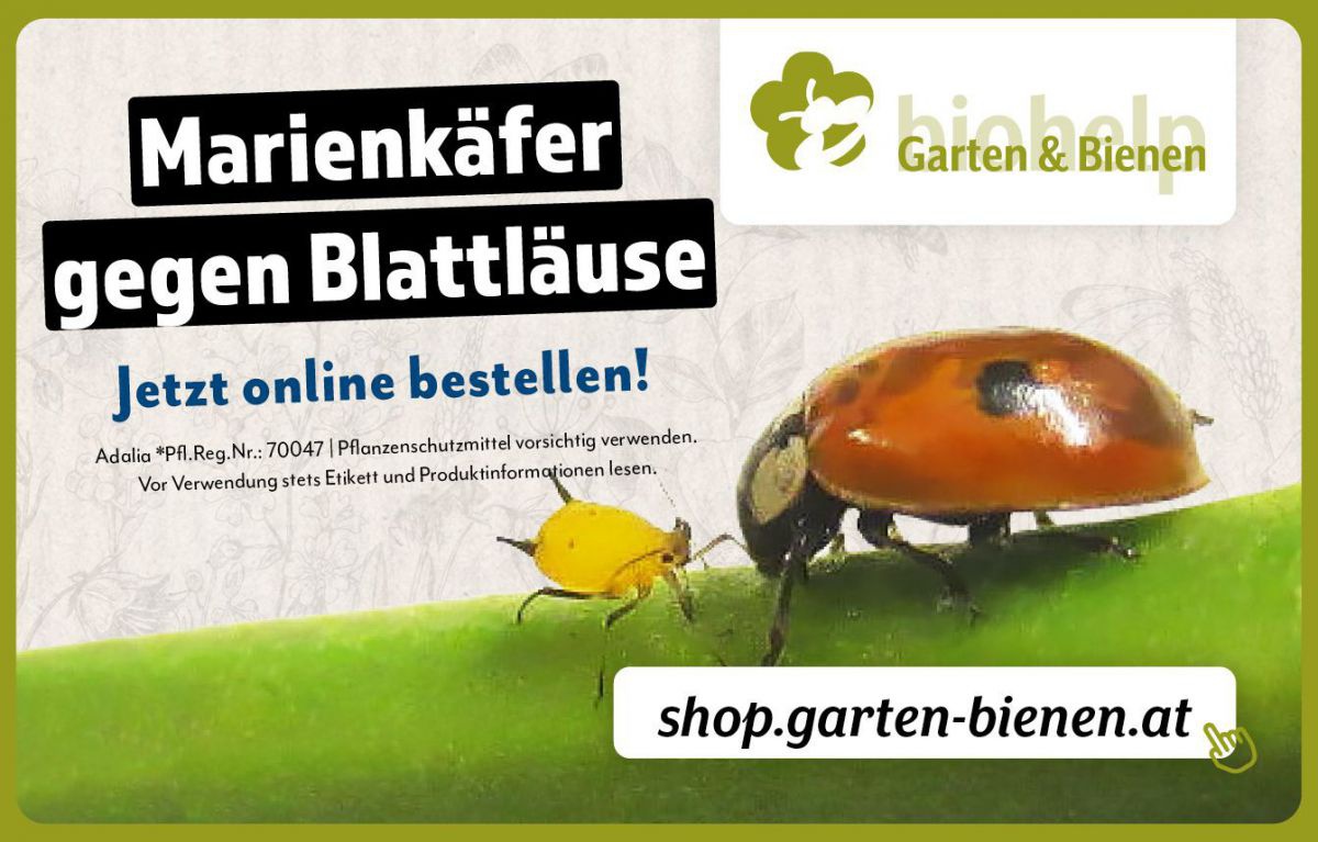 Marienkäfer gegen Blattläuse - Jetzt online bestellen! 
biohelp - Garten und Bienen, shop.garten-bienen.at