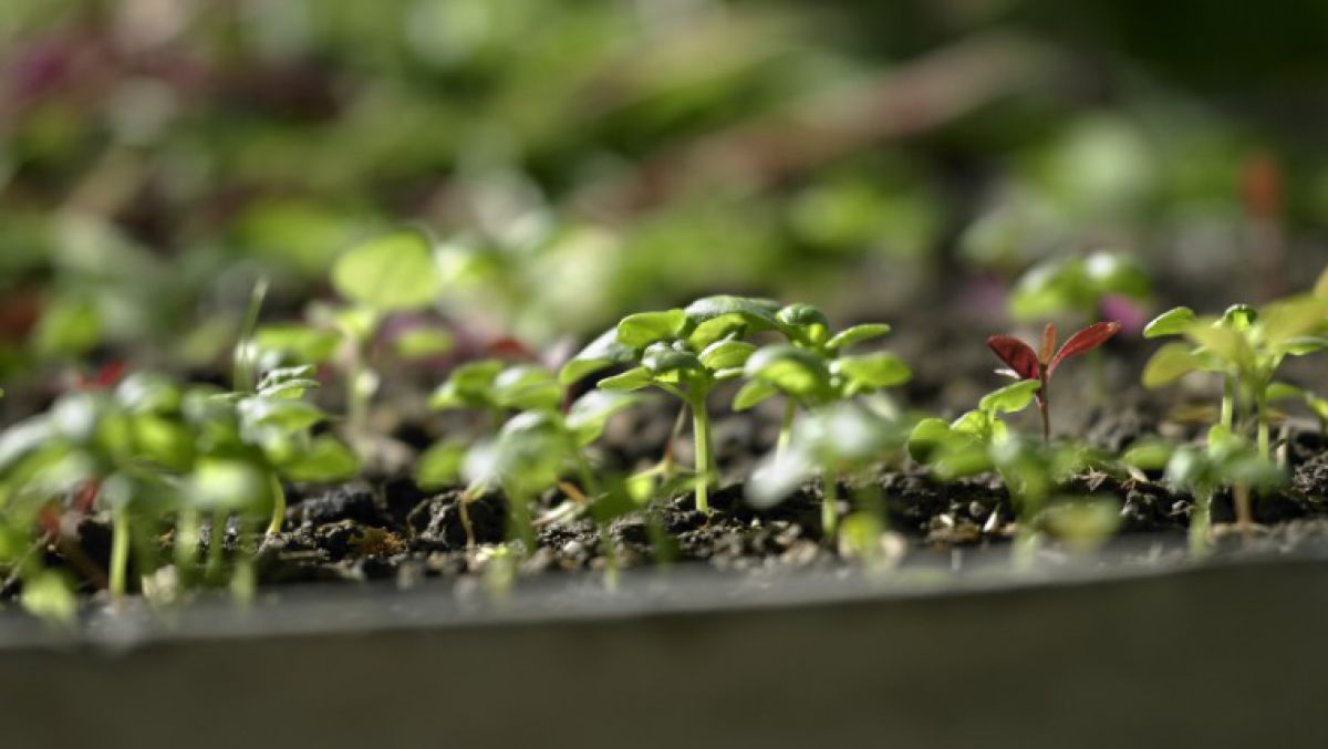 nr_71_ecodeco-001399_natur_im_garten_alexander_haiden