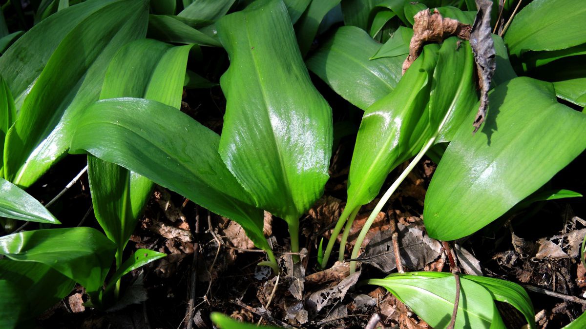 Wildkrauter in der vollwertkuche