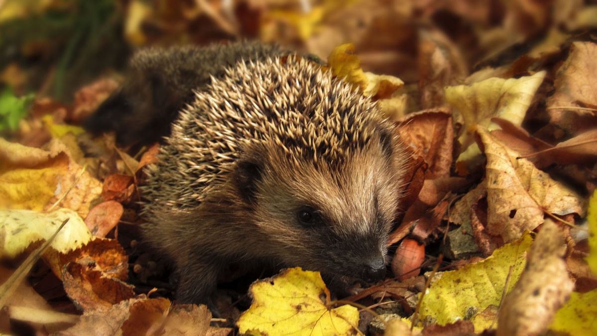 Igel im Laub.