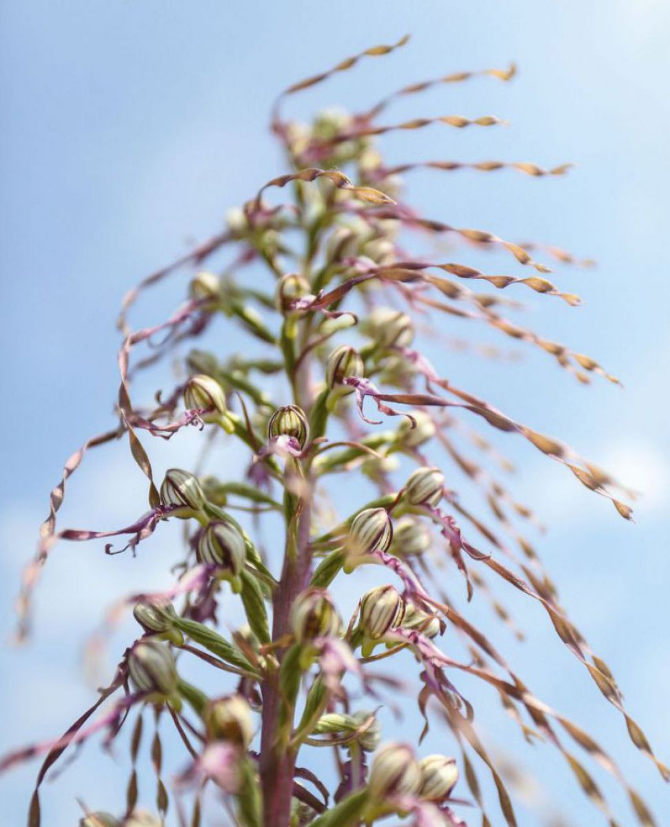 Eine Detailaufnahme einer Pflanze mit zentralem Stängel von dem grün-magenta Blüten abstehen.