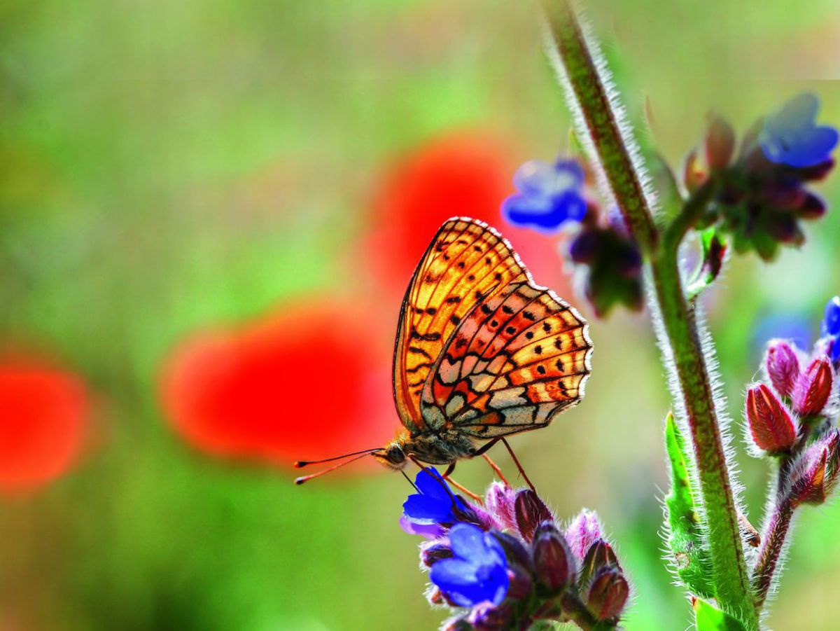 Ein Schmetterling mit gemusterten Flügeln in Orange, Gelb, Rot, Weiß und Schwarz sitzt auf einer lila-blau blühenden Wiesenblume. Im Hintergrund lässt verschwommenes Grün mit roten Flecken auf Mohnblumen schließen.