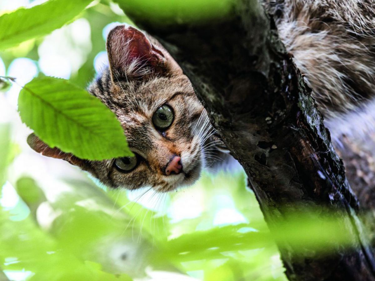 Eine Wildkatze sitzt über dem Betrachter auf dem Ast eines Baumes und schaut neugierig herunter. Im Bildvordergrund sind Buchenblätter.