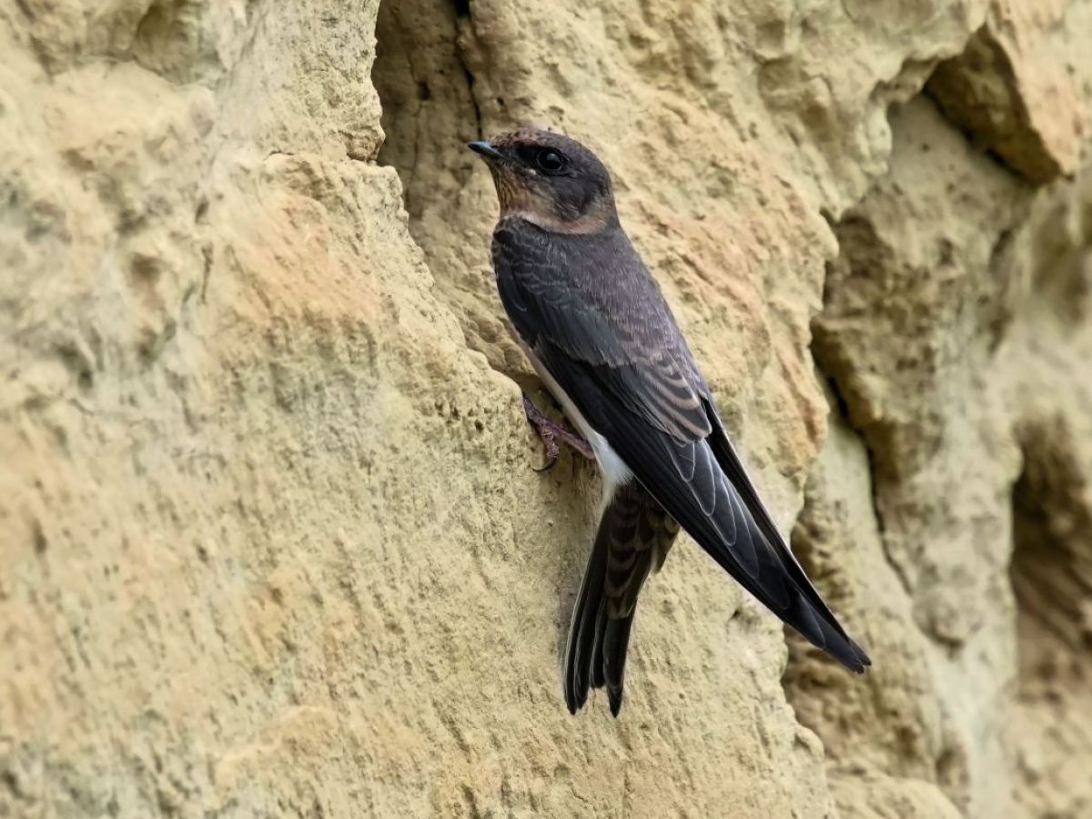 Ein Vogel sitzt auf einer löchrigen Sandsteinwand.
