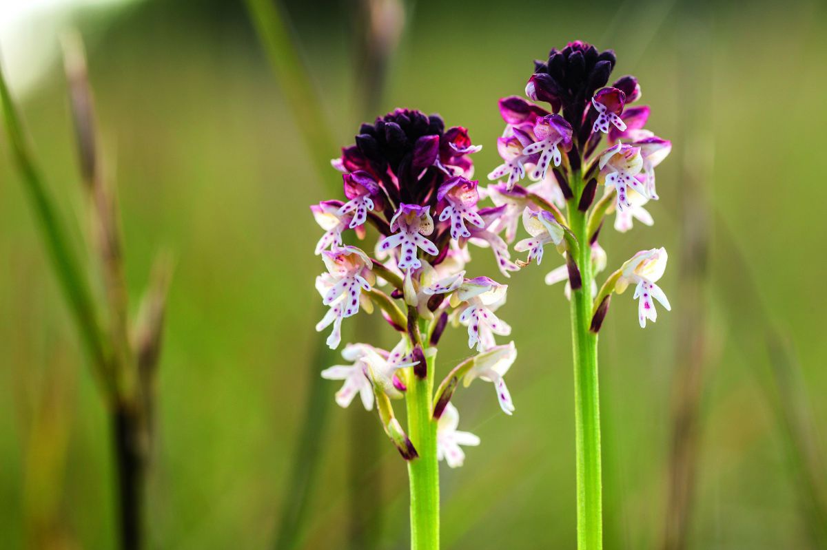 Zwei heimische Orchideenplfanzen mit weißen, getupften, und dunkelvioletten Blüten auf einer Wiese.