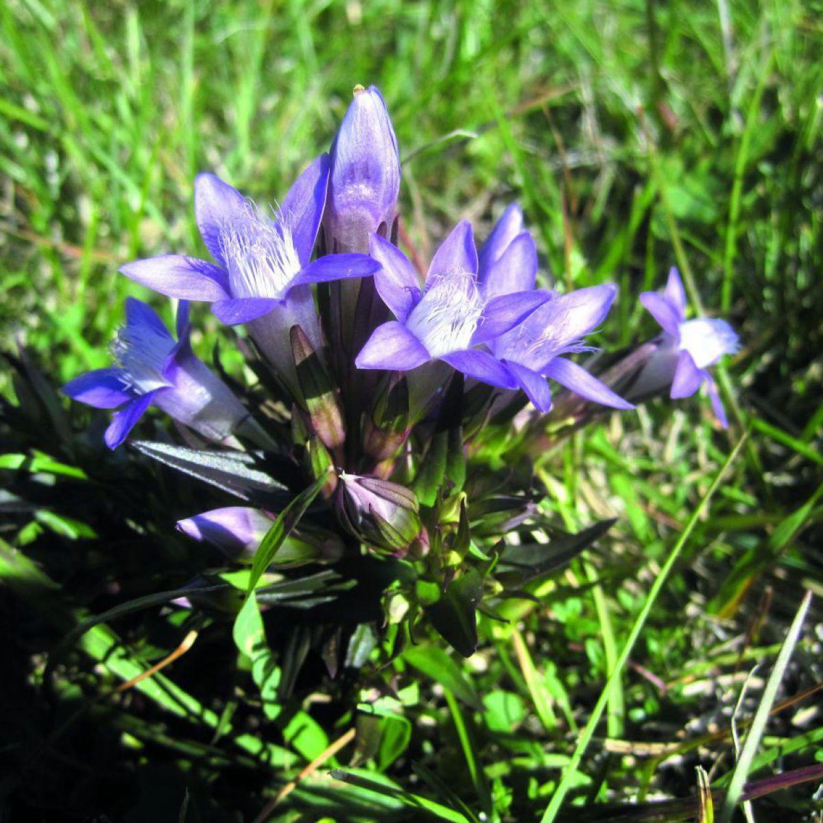 Die Blüten des Böhmischen Kranzenzian sind blau-lila.