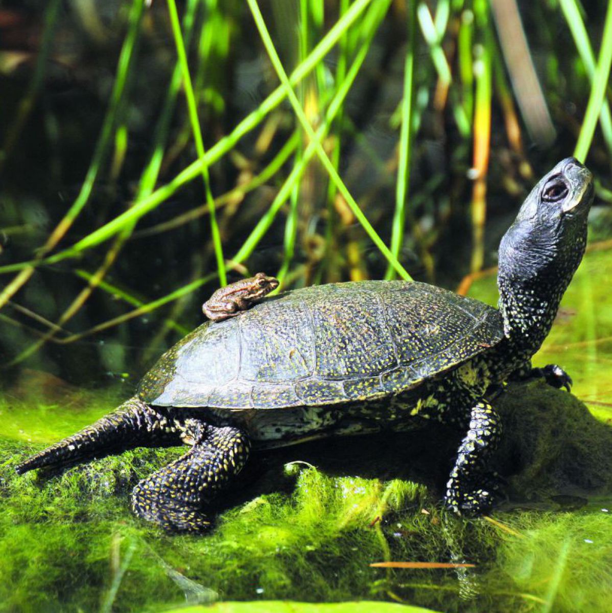 Eine Europäische Sumpfschildkröte sitzt auf algenüberzogenem Ufergehölz halb im Wasser und streckt den Hals in die Höhe. Auf ihrem Panzer sitzt ein kleiner Frosch.