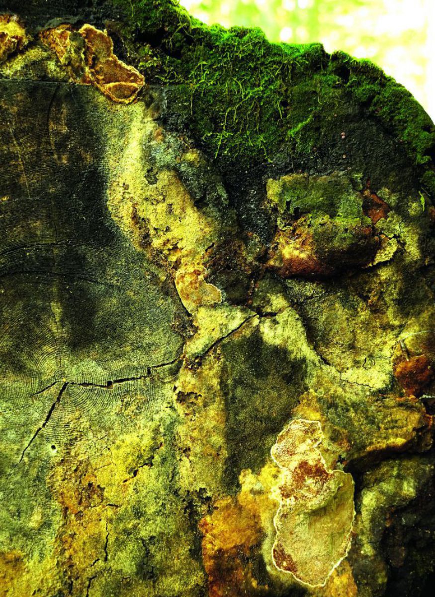 Bild eines Baumschwammes, der auf der teilweise mit Moos und Flechten überzogenen Rinde eines Baumstammes wächst.