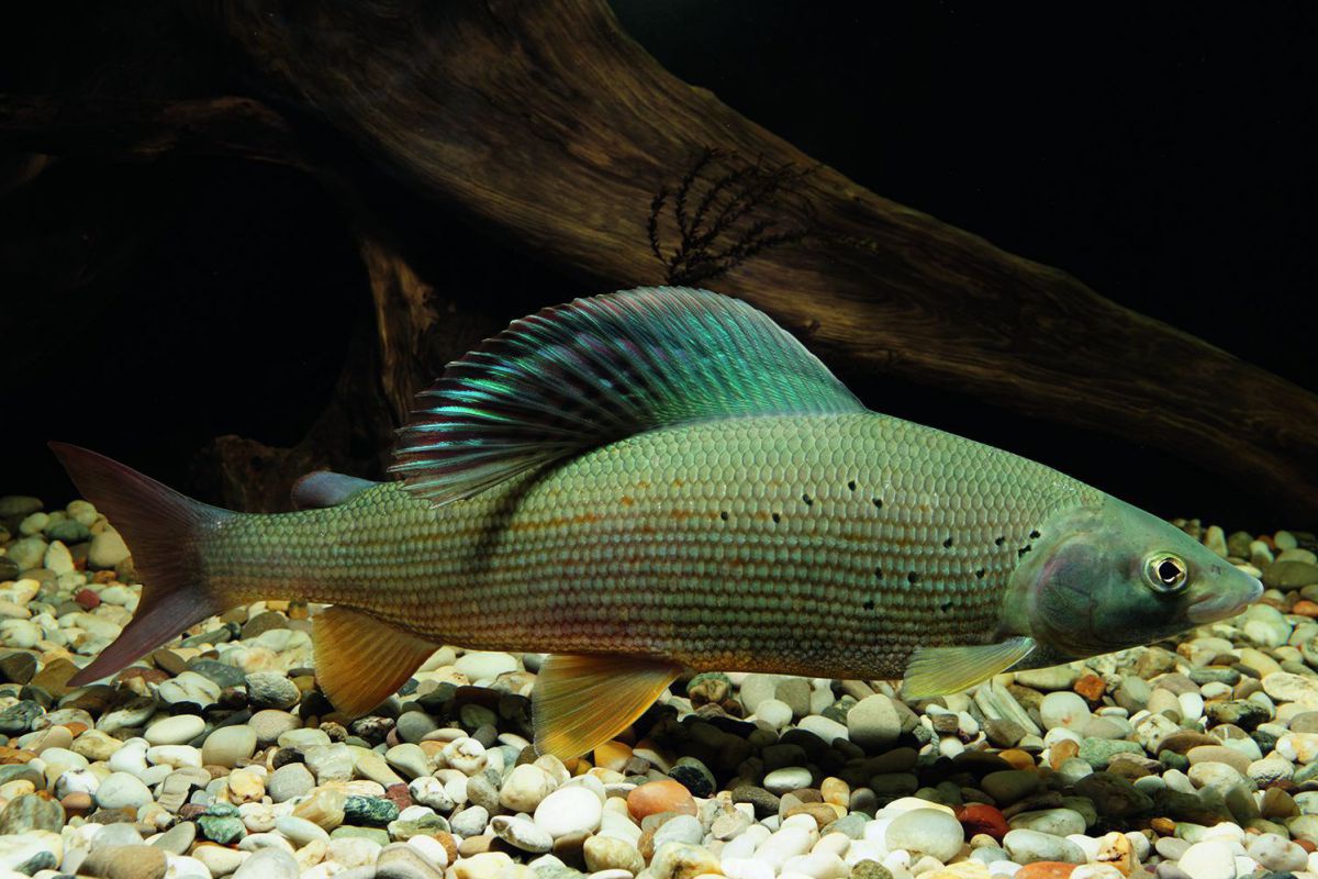 Ein Fisch nahe dem kiesigen Grund im klaren Wasser.