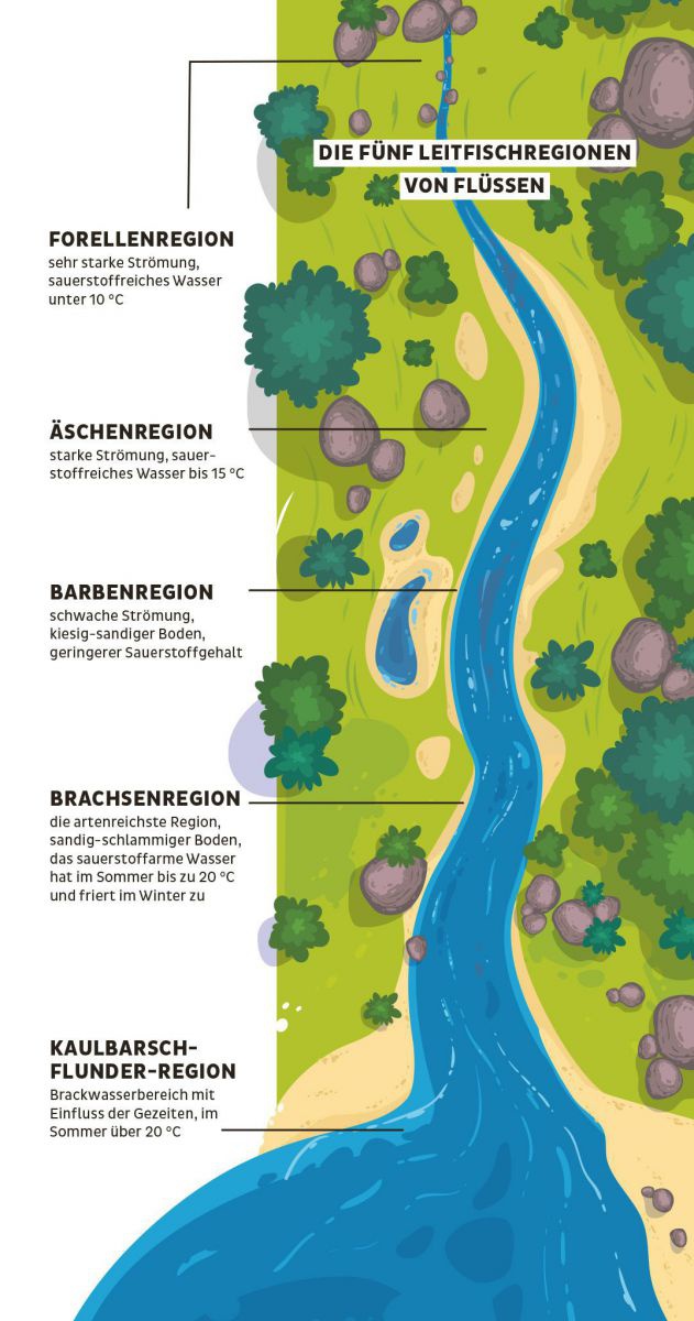 Grafik: Die fünf Leitfischregionen von Flüssen dargestellt anhand eines illustrierten Flusses von der Quelle bis zur Mündung:
Forellenregion, Äschenregion, Barbenregion, Brachsenregion und Kaulbarsch-Flunderregion.