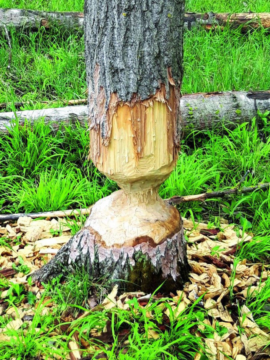Ein Baum wurde vom Biber fast gefällt: Etwa 20 cm über dem Boden ist der Stamm kreisrund abgenagt und hat in der Mitte nur noch etwa ein Drittel seines Umfangs.