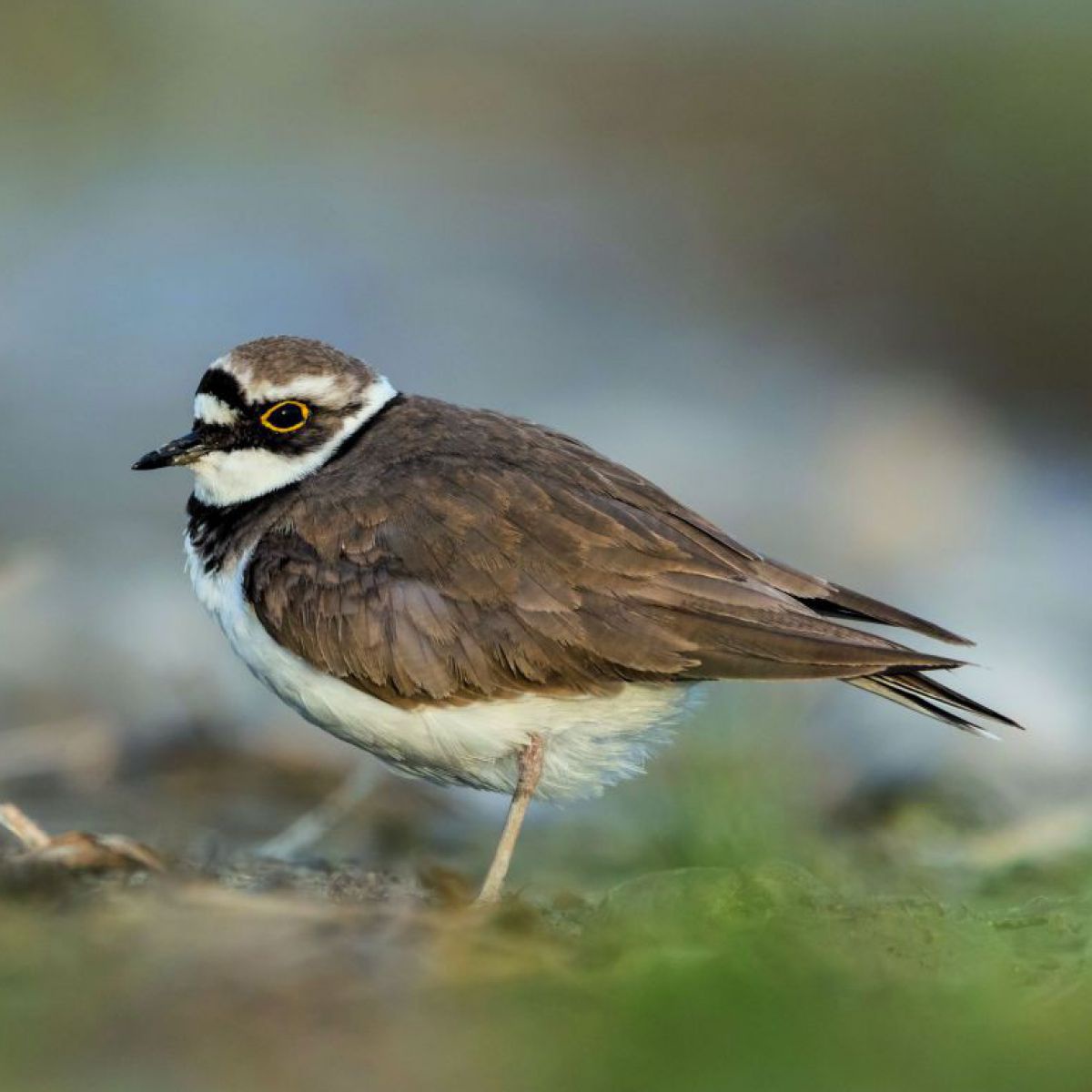 Ein etwas rundlicher Vogel mit braunen Flügeln, weißem Bauch und schwarz umrandete Augen.