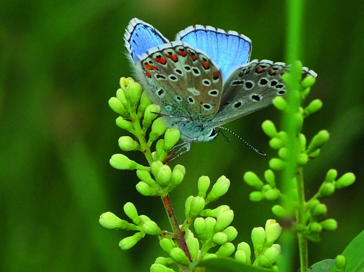 Bläuling: Schmetterling mit Augenmuster auf hellblauem Grund.