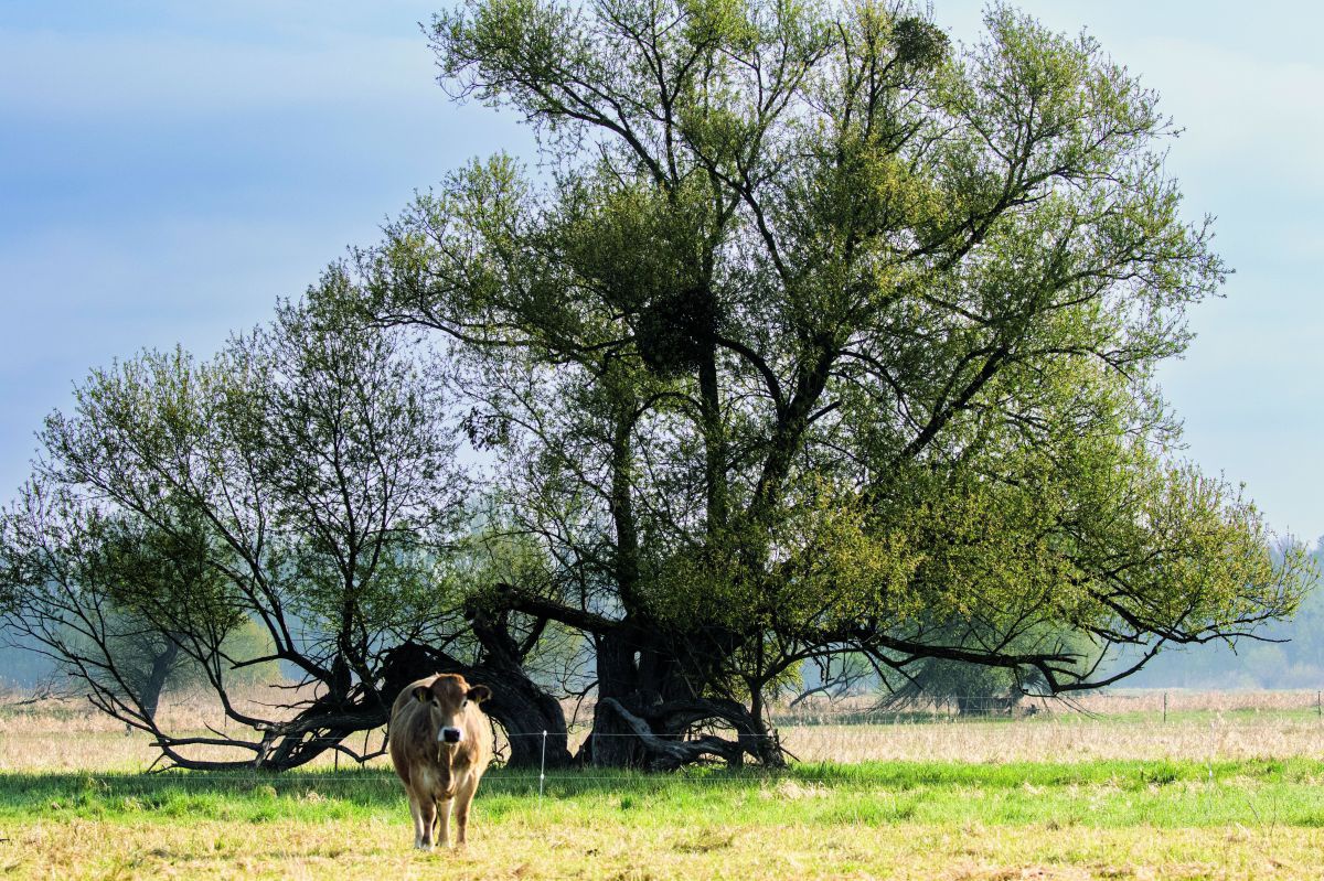 Ein Rind auf der Weide, dahinter ein großer Baum.