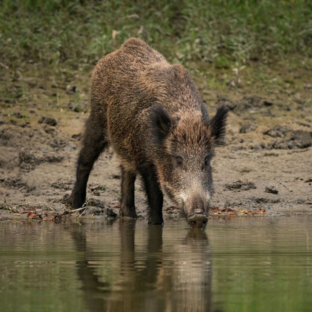 Ein Wildschwein an einem kleinen Tümpel.