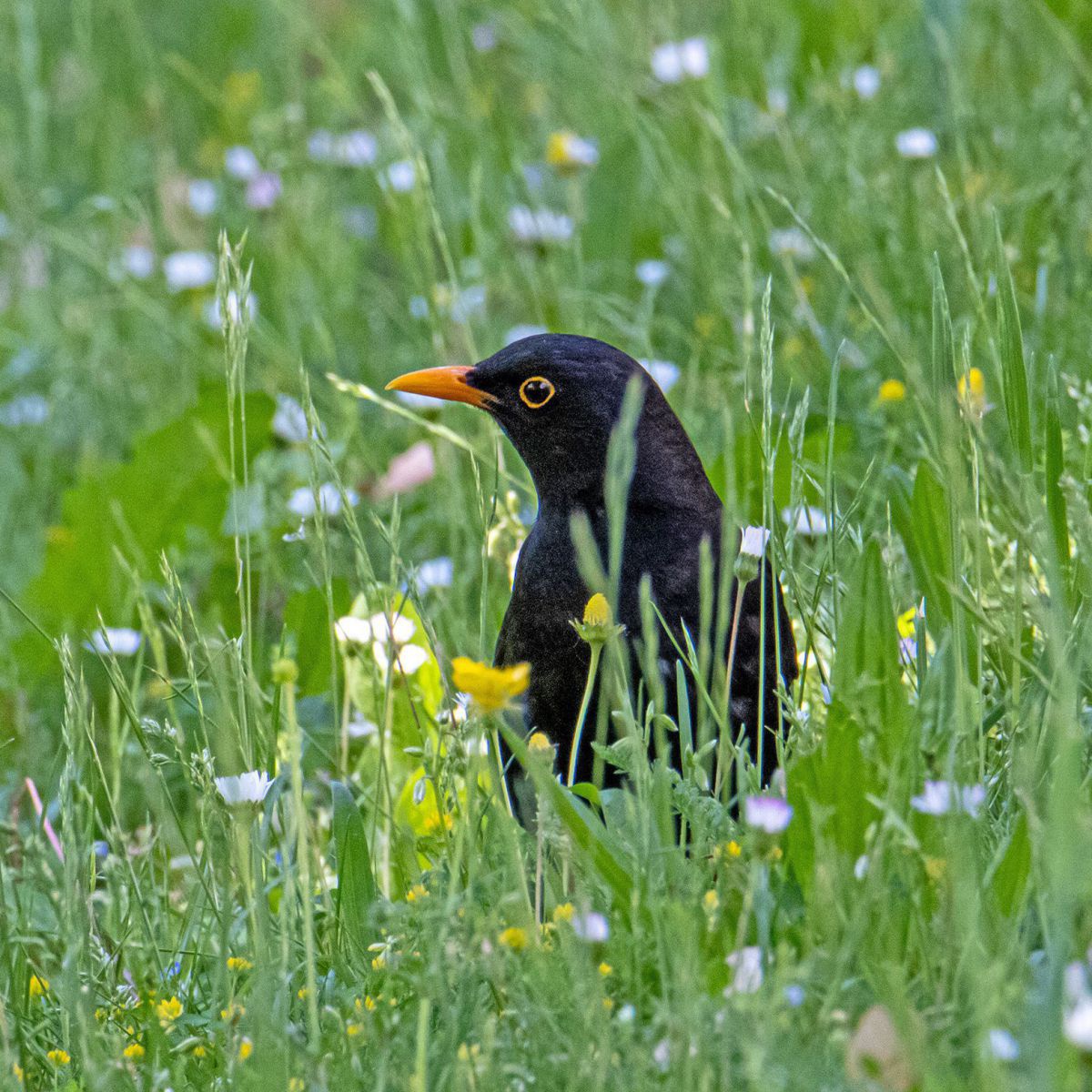 Eine Amsel sitzt in einer Blumenwiese.