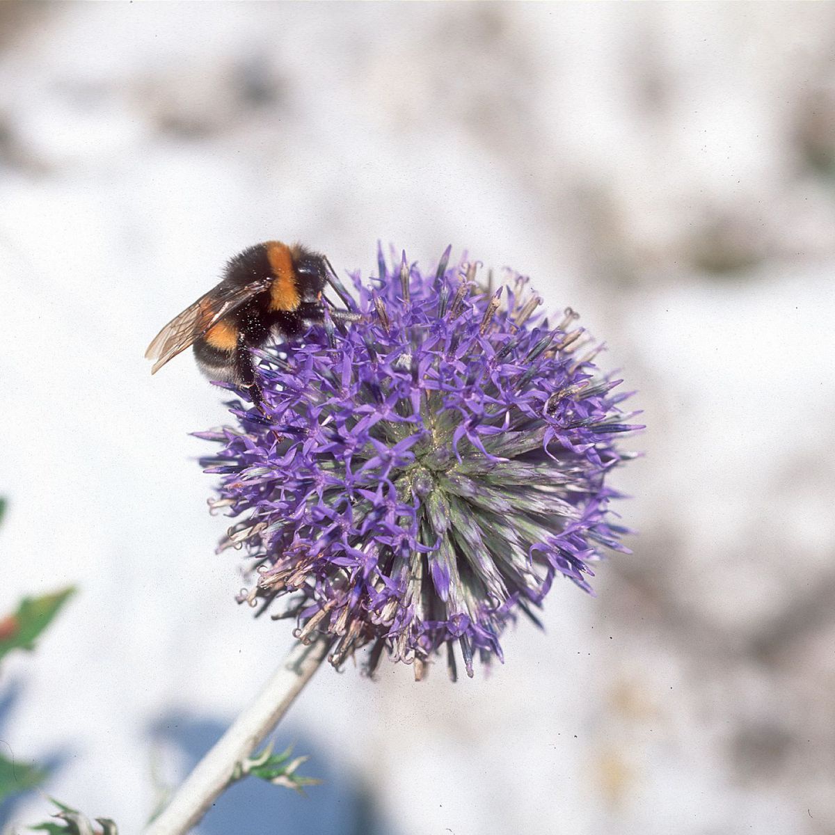 Eine Hummel sitzt auf einer Kugeldistel.