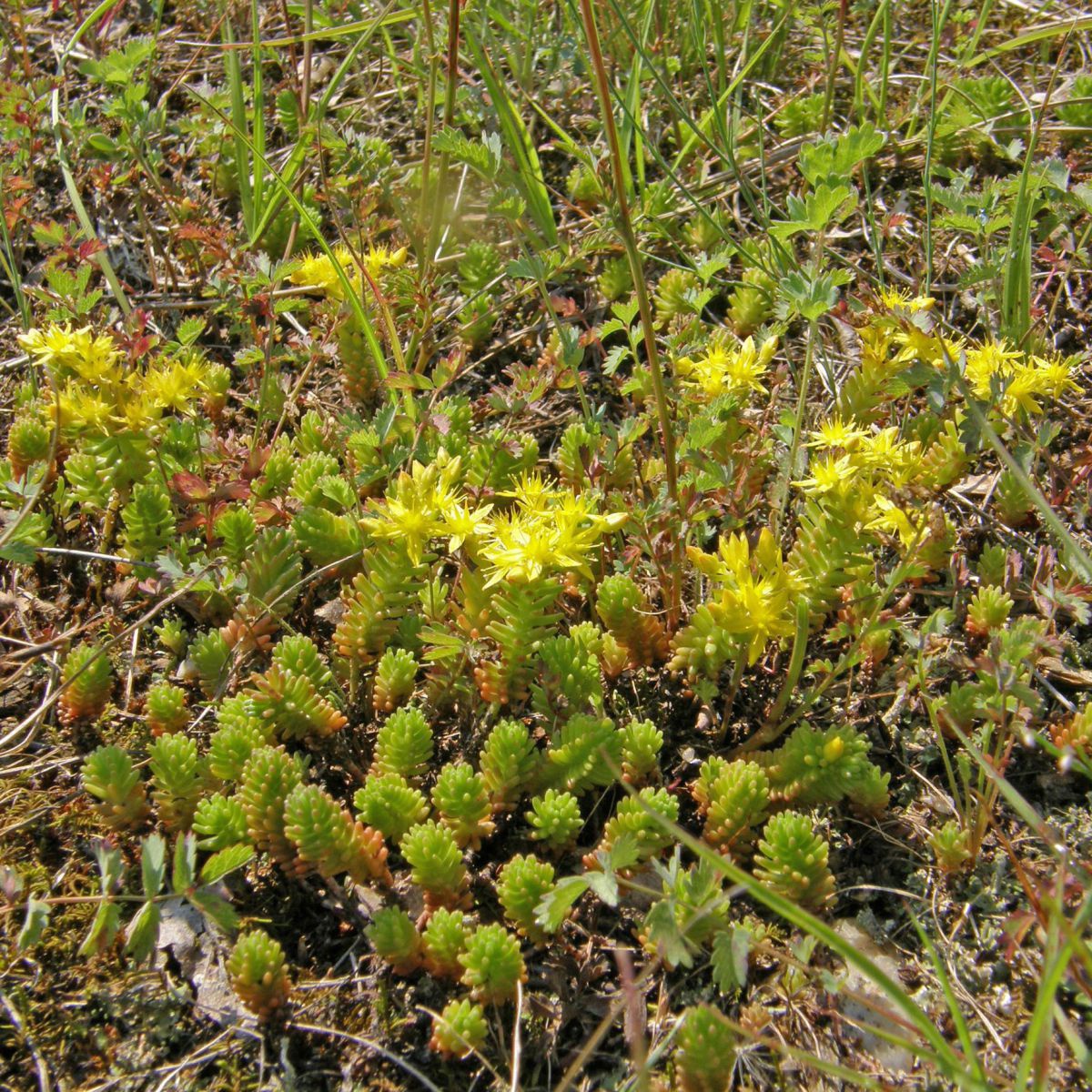 Eine Pflanze mit kleinen hellgrünen, fleischigen Blättern rund um einen Stiel und gelben Blüten.