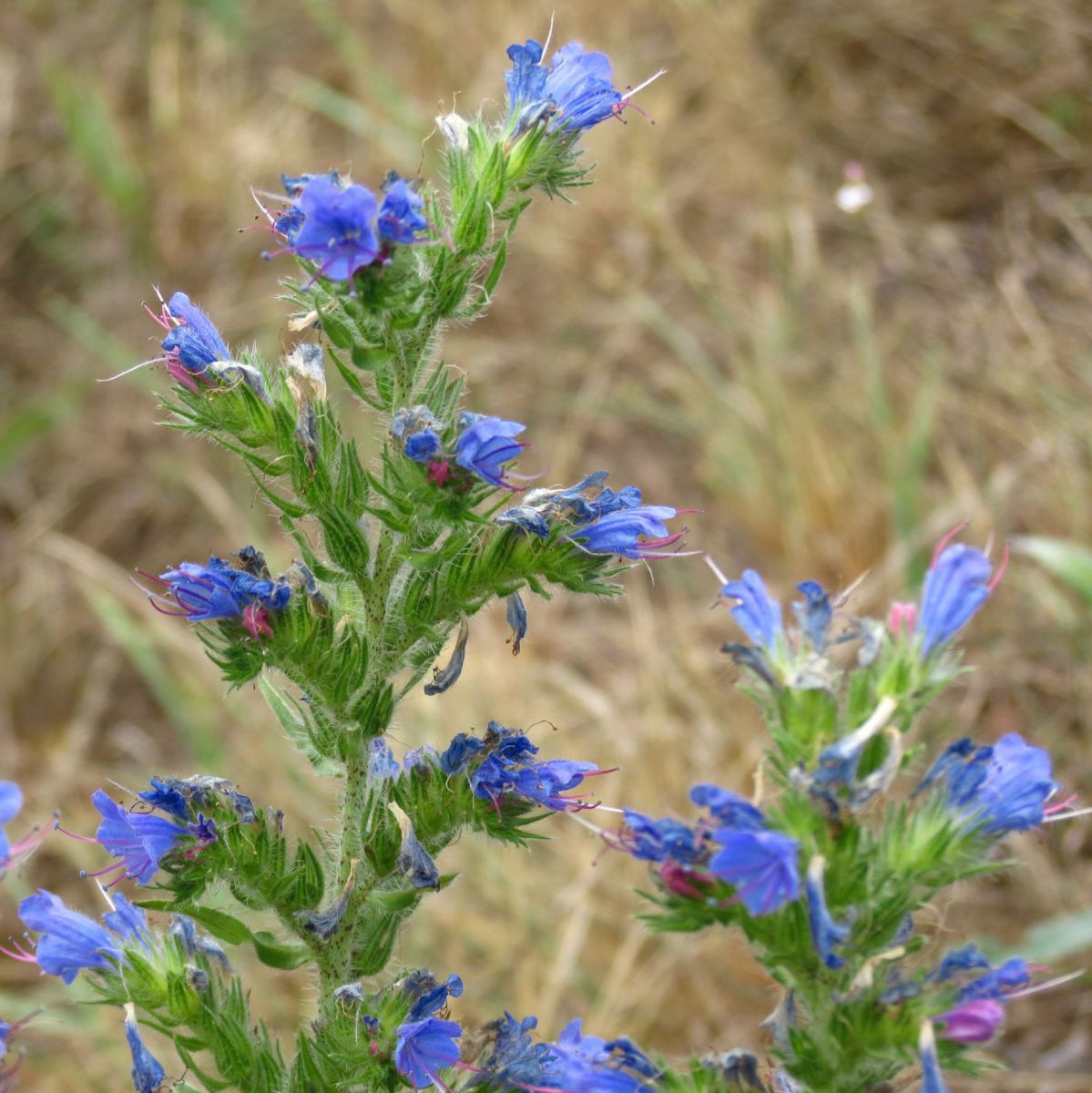 Eine Pflanze auf der die kleinen Blätter auf einzelnen Ästchen sitzen, die vom Hauptstamm wegstehen und an deren Ende eine blassblaue Blüte sitzt.