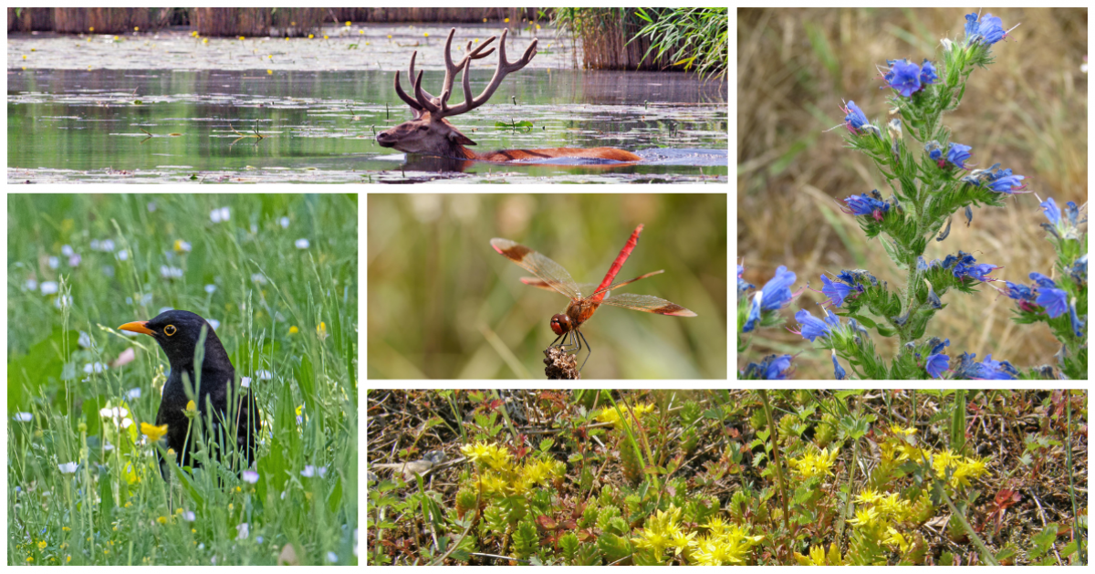 Eine Collage aus fünf Fotos, die einen Rothirsch, einen Natternkopf, eine Amsel, eine Libelle und einen milden Mauerpfeffer zeigen.