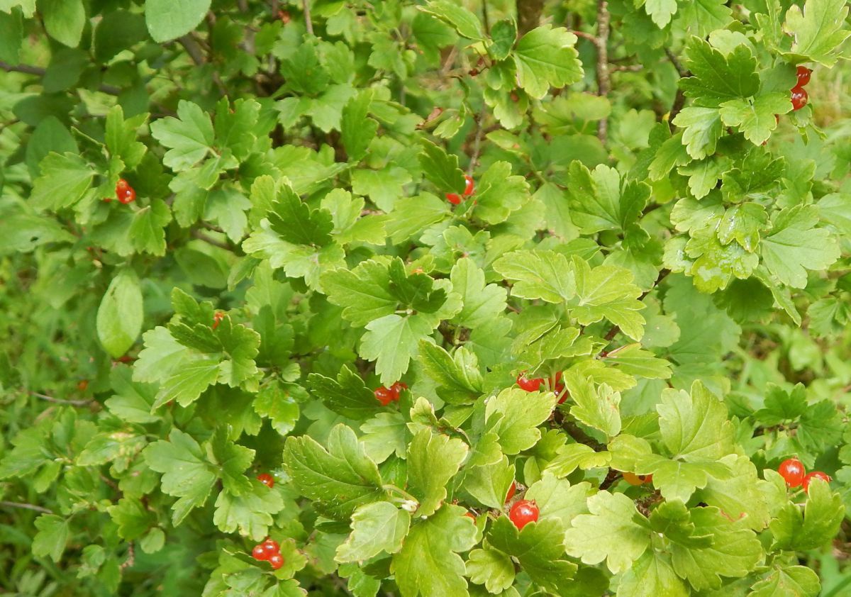 Ein hellgrüner Strauch mit hellroten Früchen.