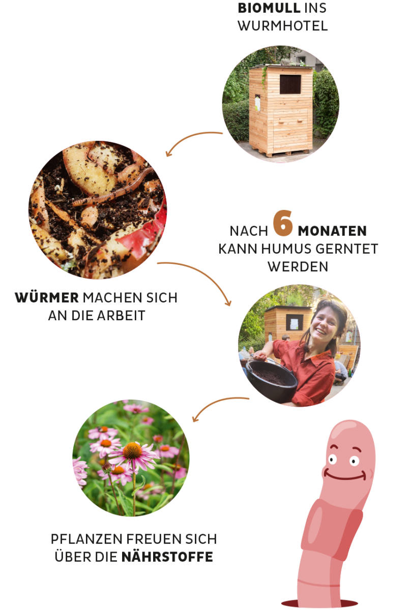 Grafik zur Funktion des WurmHotels: Biomüll ins Wurmhotel -> Würmer machen sich an die Arbeit -> Nach 6 Monaten kann Humus geerntet werden -> Pflanzen freuen sich über die Nährstoffe