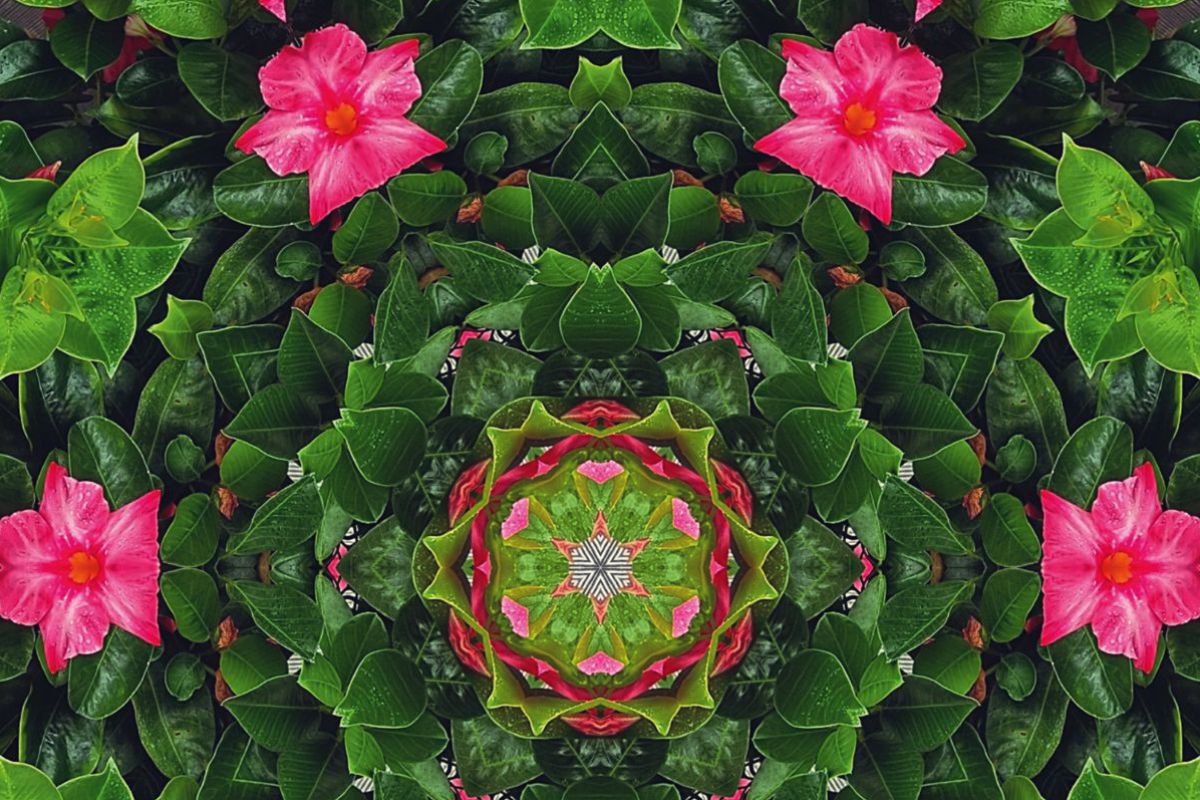 Ein Kaleidoskop aus grünen Blättern und Rosa Blüten.