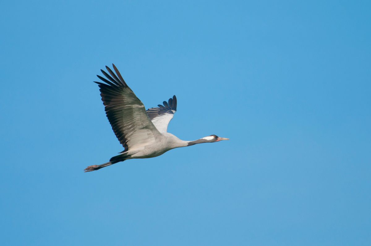 Ein hellgrauer Vogel mit langem Hals, schwarzen Flügelenden und schwarzer Hals- und Kopfzeichnung im Flug vor blauem Himmel.