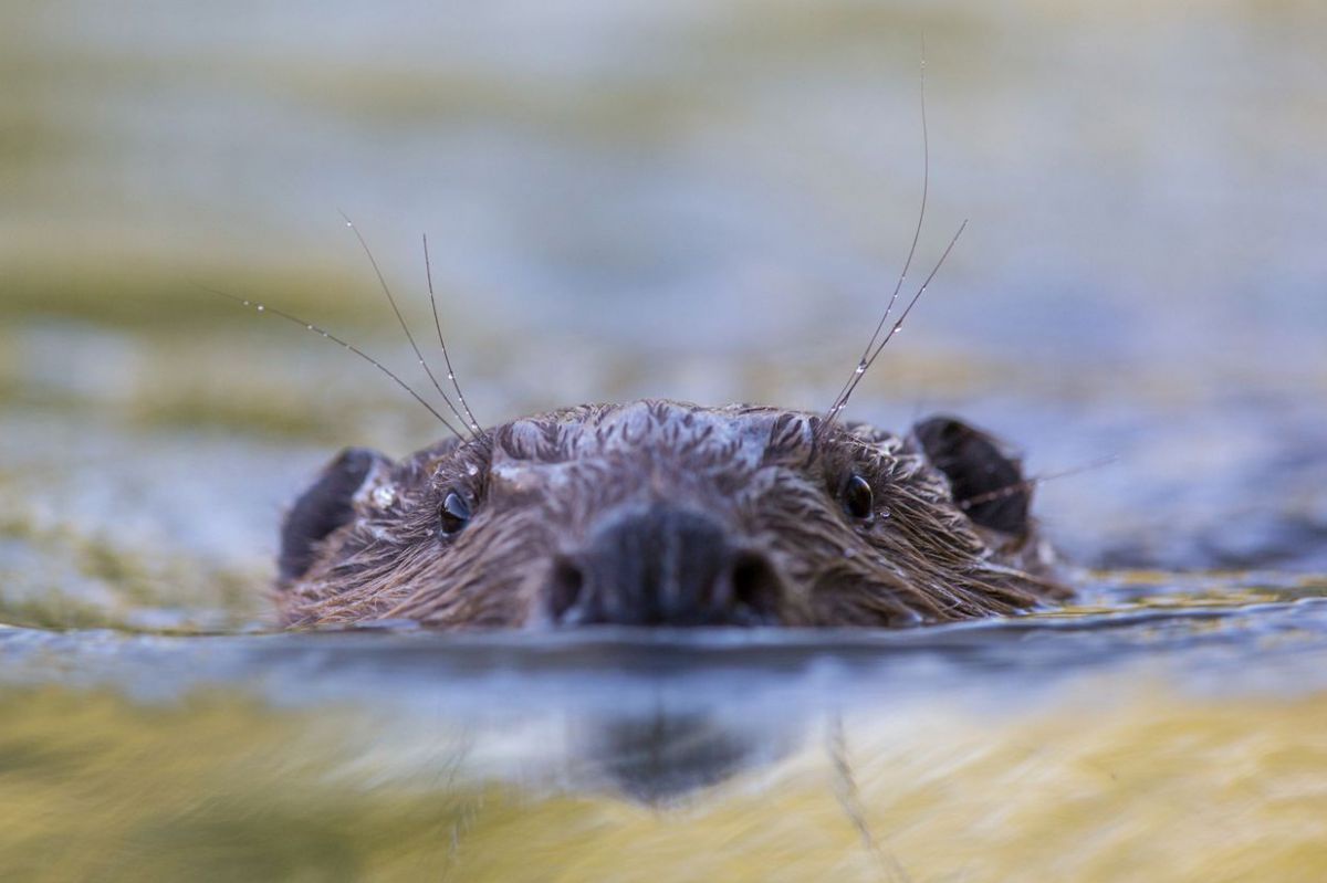 Ein Biberkopf lugt knapp über die Wasseroberfläche.