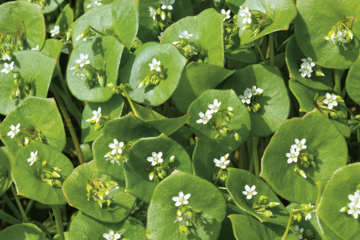 Kleine herzförmige Blätter mit kleinen weißen Blüten.