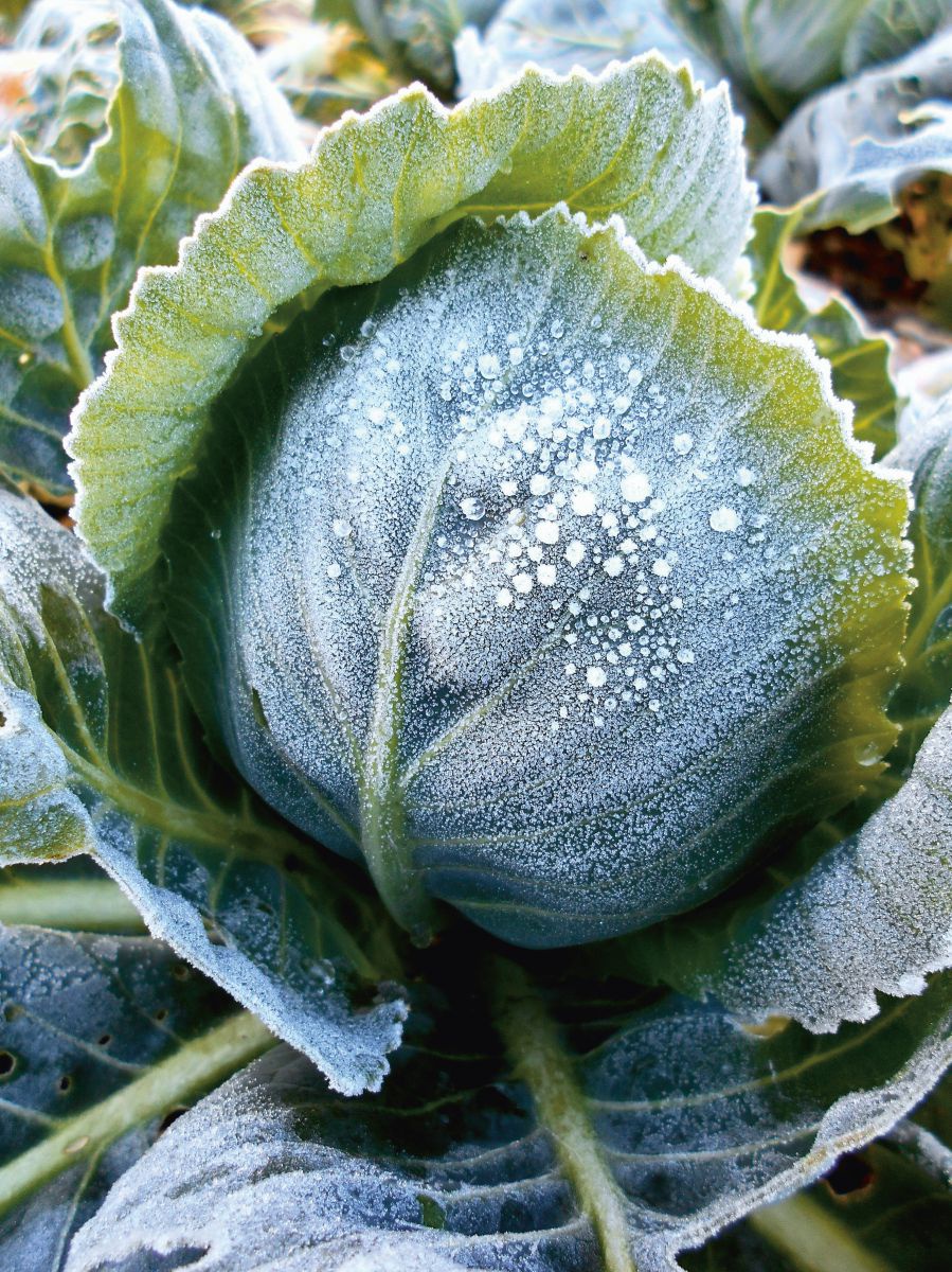 Ein Kohlkopf am Feld, von Frost überzogen.