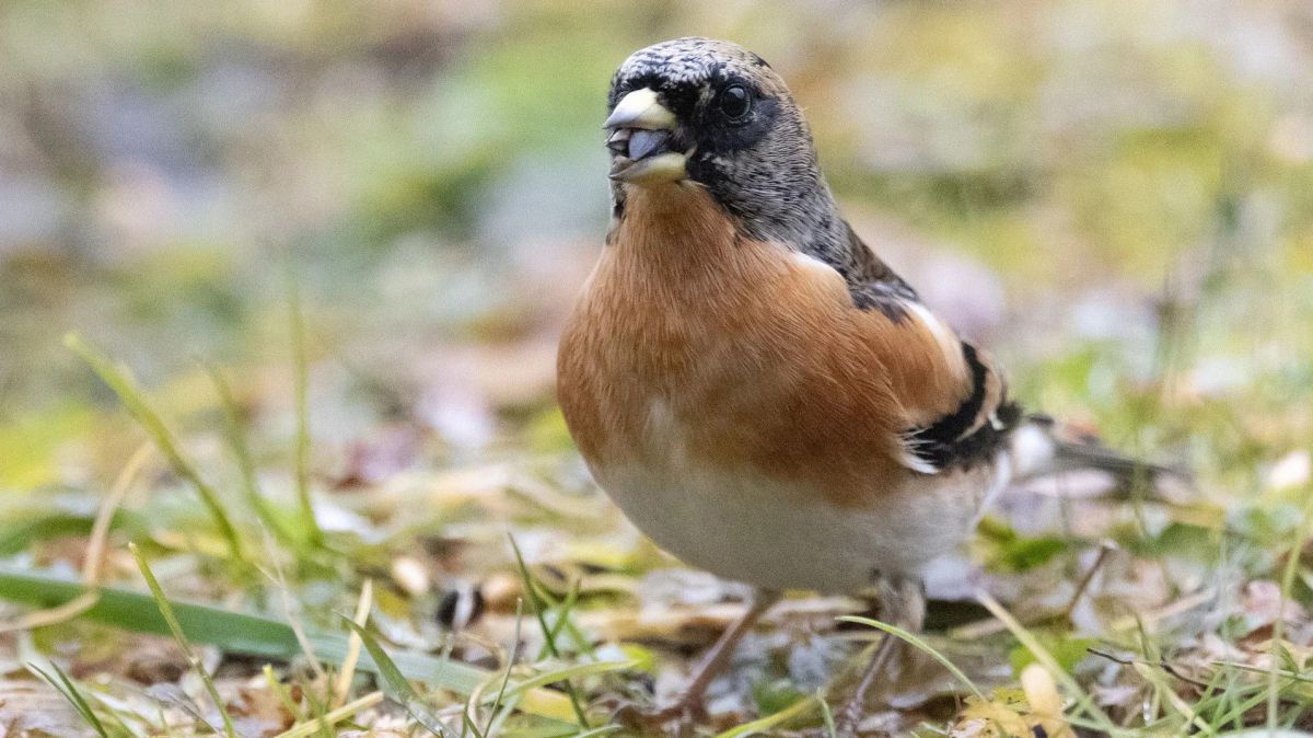 Eine Nahaufnahme eines Vogels mit braun-weiß-grauem Gefieder und einem kurzen. kräftigen Schnabel.