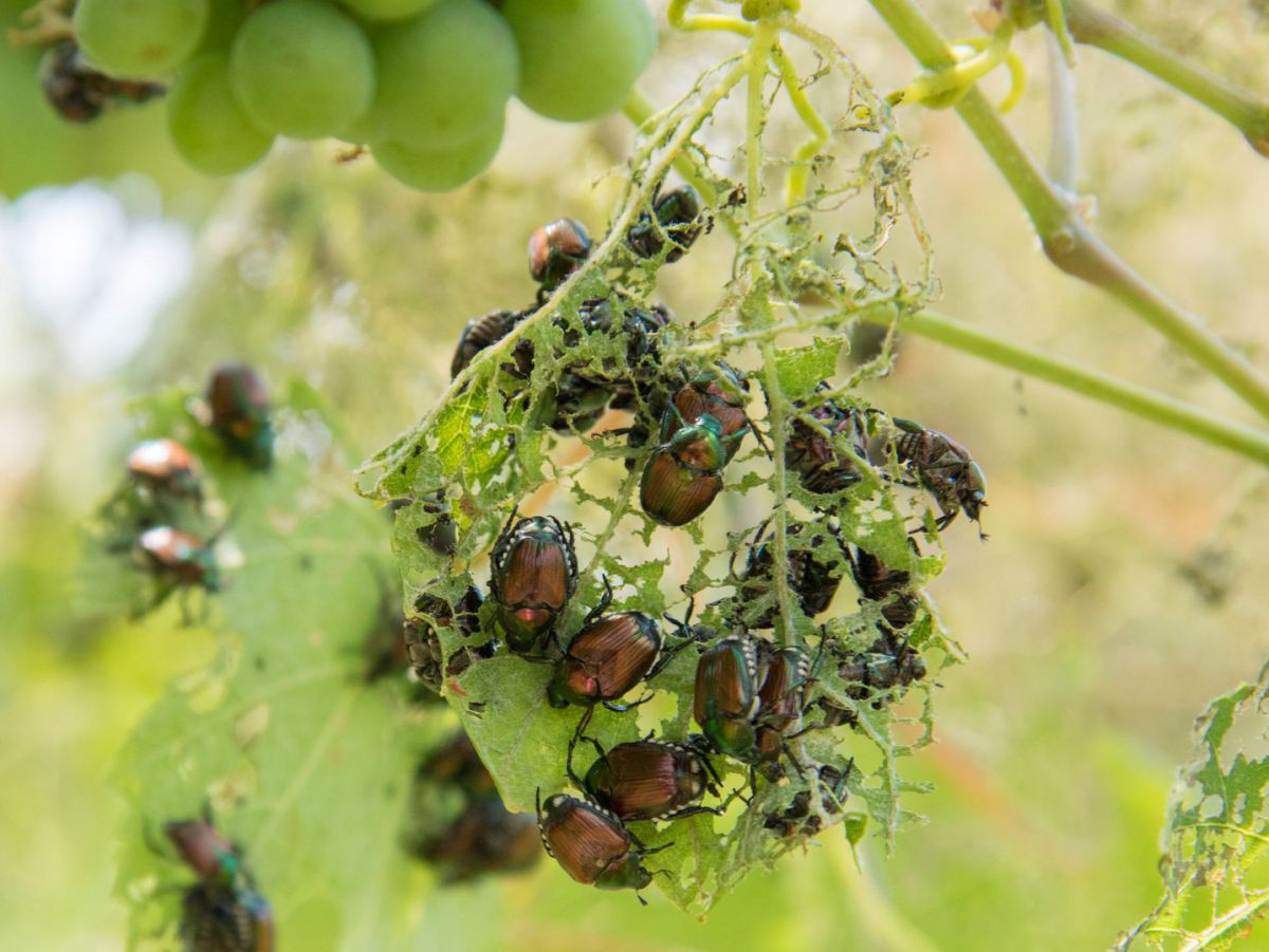 Viele kupferfarbende Käfer tummeln sich um ein fast aufgefressenes Blatt in einem Weinstock. 