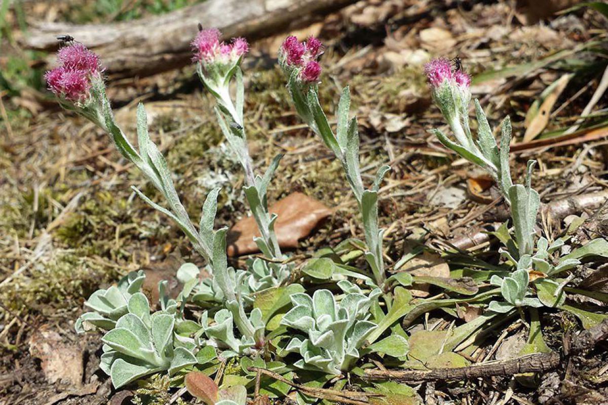 Eine blassgrüne behaarte Pflanze mit magentafarbenen Blüten.