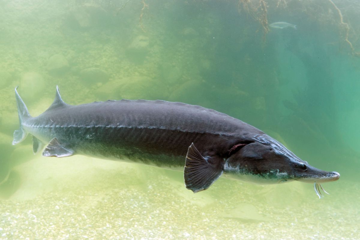 Unterwasseraufnahme eines dunkelgrauen, langgezogenen Fisches mit langer Schnauze.