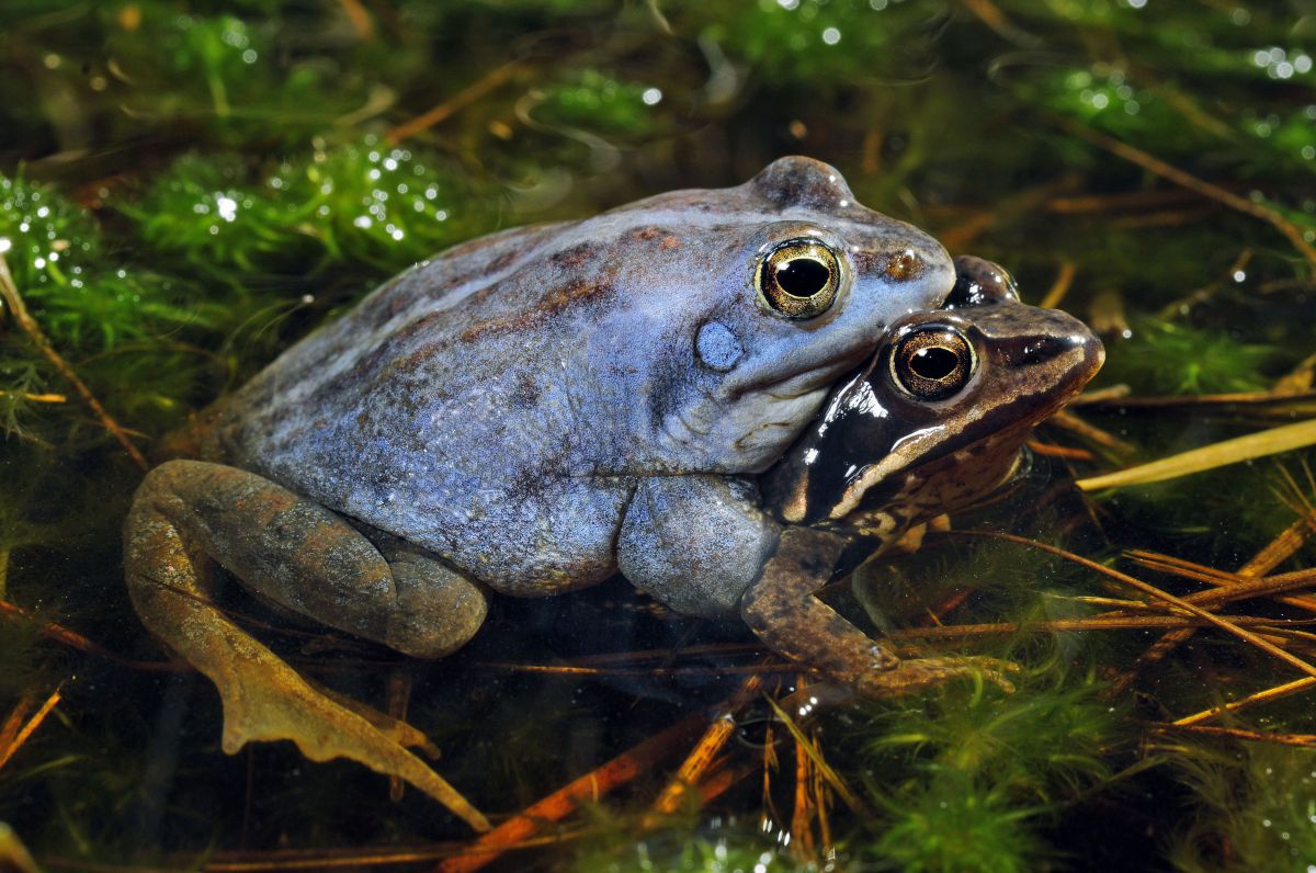 Ein leuchtendblauer Frosch sitzt auf einem braun-schwarzen.