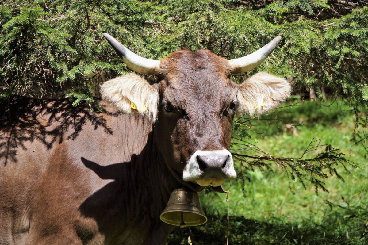 Ein braunes Rind steht unter einem Nadelbaum. Um den Hals trägt es eine Glocke, seine Ohren sind hellbraun und es hat Hörner.