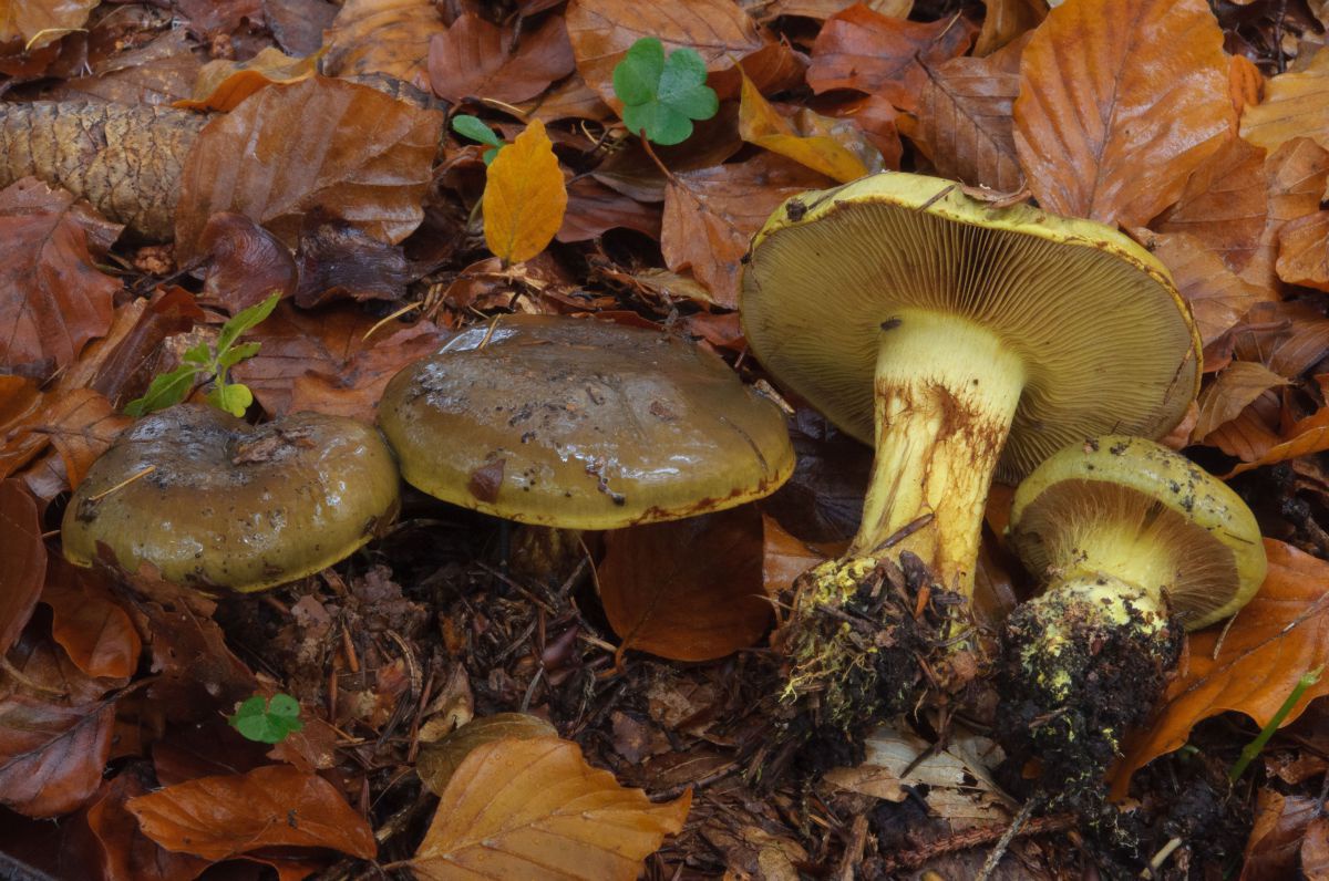 Vier Pilze mit gelblichem Stamm und Lamellen und einer braunen Kappe auf dem Waldboden.