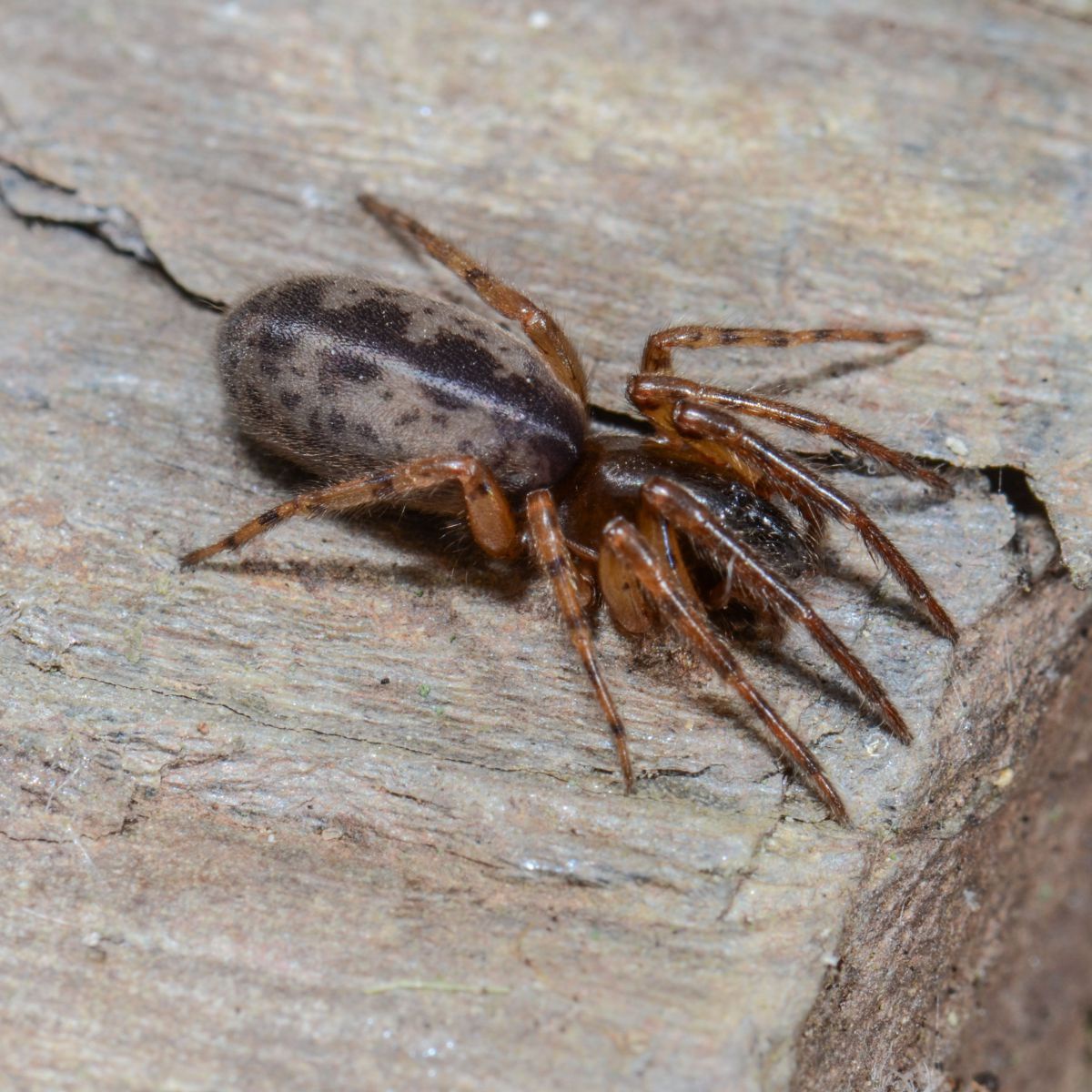 Eine Spinne mit länglichem Körperbau, dunkel- und blassbrauner Zeichnung und hellbraunen Beinen sitzt auf einem Stück Holz.