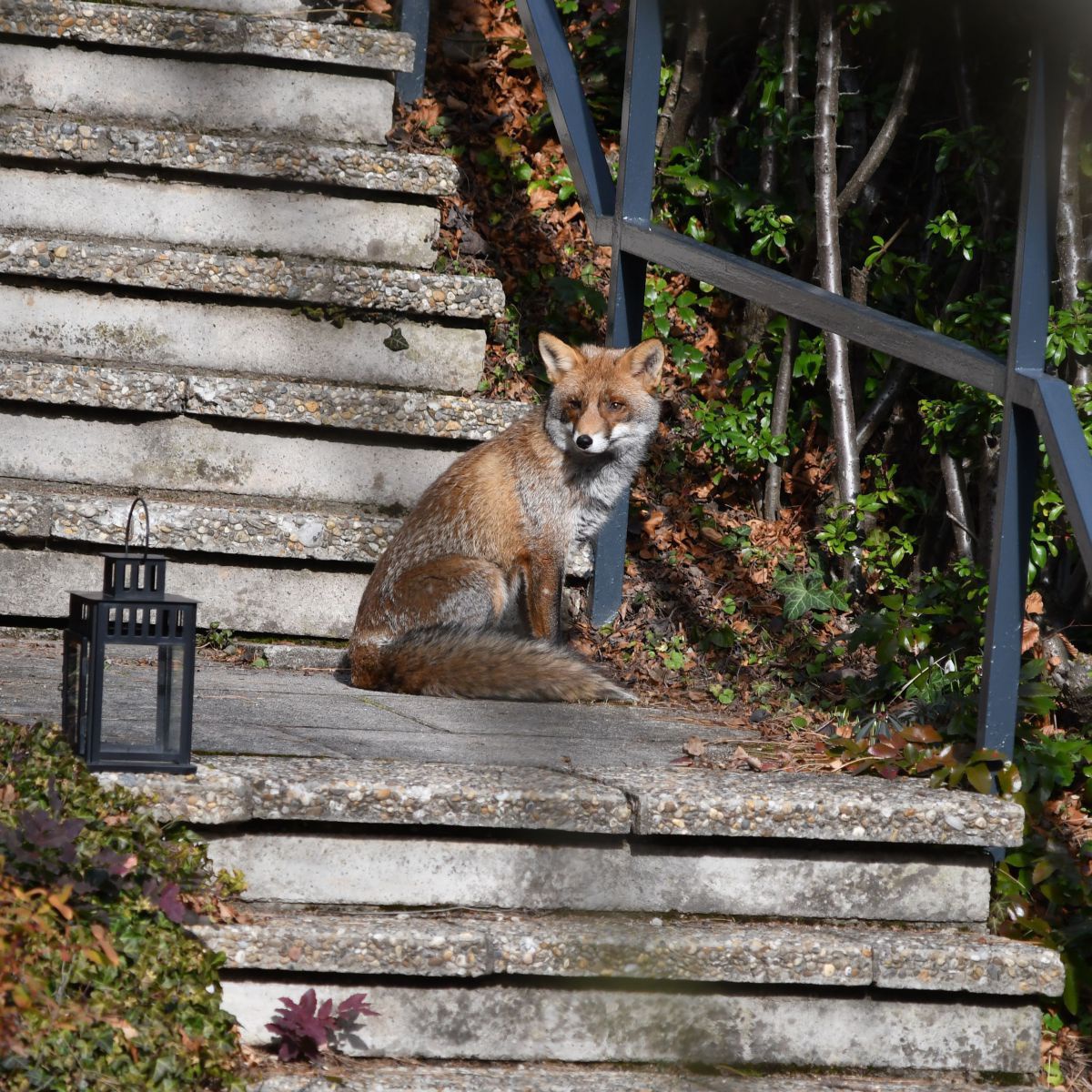 Ein Fuchs sitzt auf einer Stiege am Waldrand.