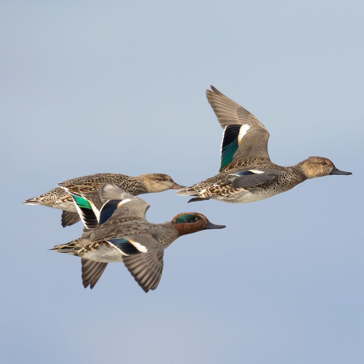 Drei braungefiederte Vögel mit blau-grünen Schwingenbändern im Flug vor blauem Himmel.