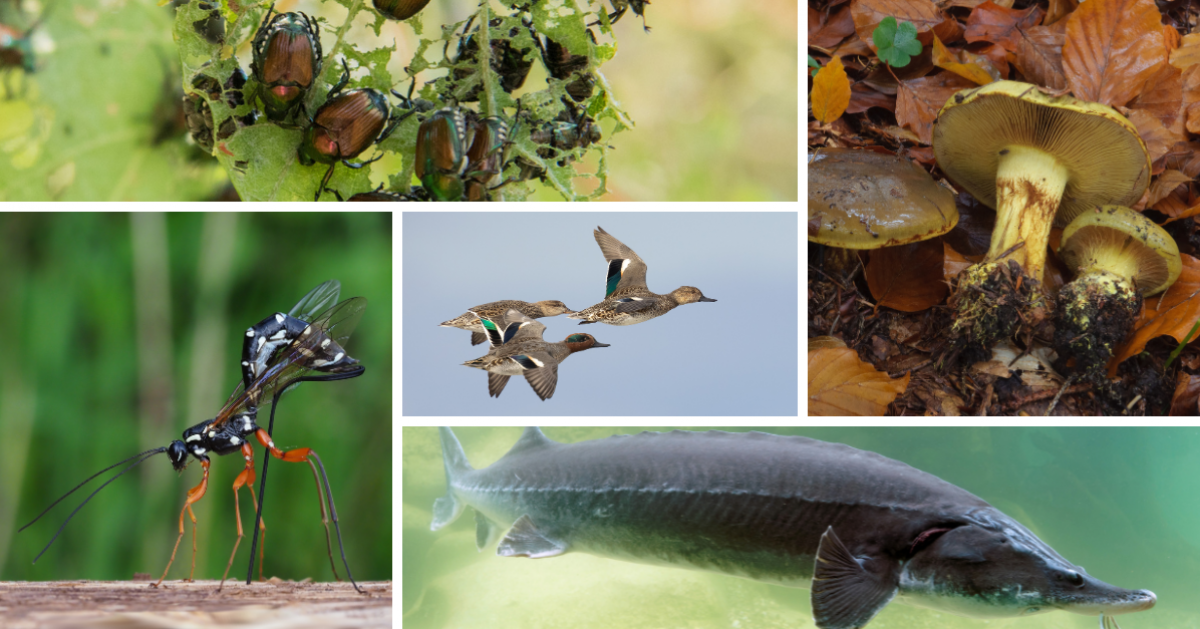 Eine Collage aus fünf Arten des Jahres 2025.