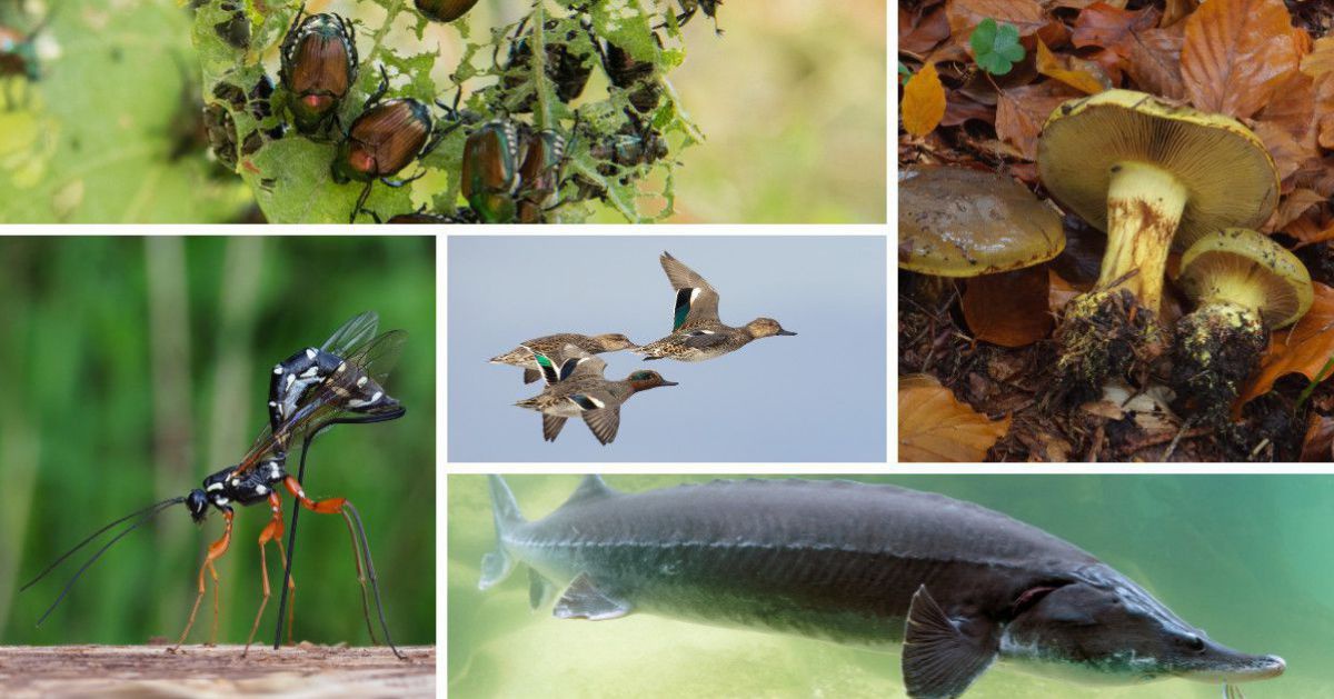 Eine Collage aus fünf Arten des Jahres 2025. 